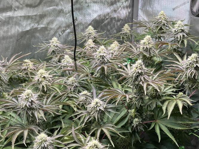 Last Dance in Living Soil. Week 14