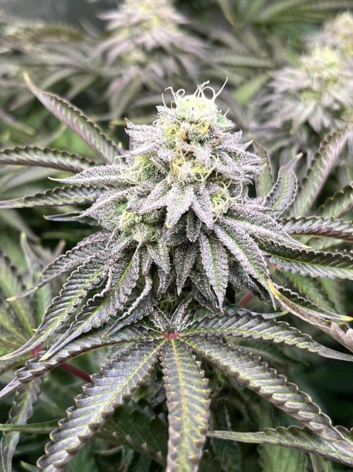 Last Dance in Living Soil. Week 14