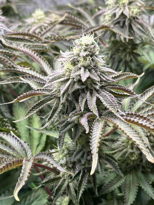 Last Dance in Living Soil. Week 14