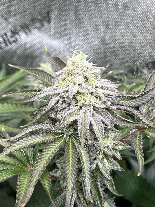 Last Dance in Living Soil. Week 14