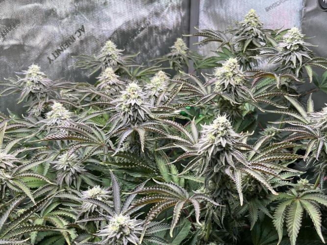 Last Dance in Living Soil. Week 14