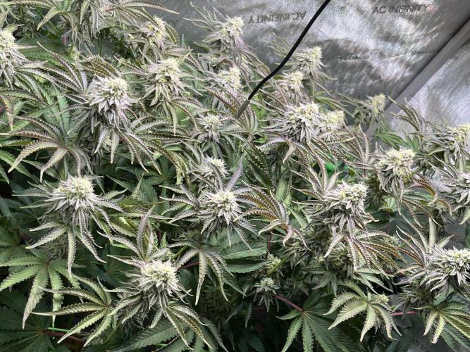 Last Dance in Living Soil. Week 14