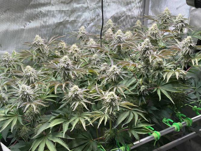 Last Dance in Living Soil. Week 14