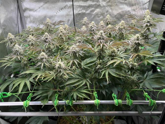 Last Dance in Living Soil. Week 14