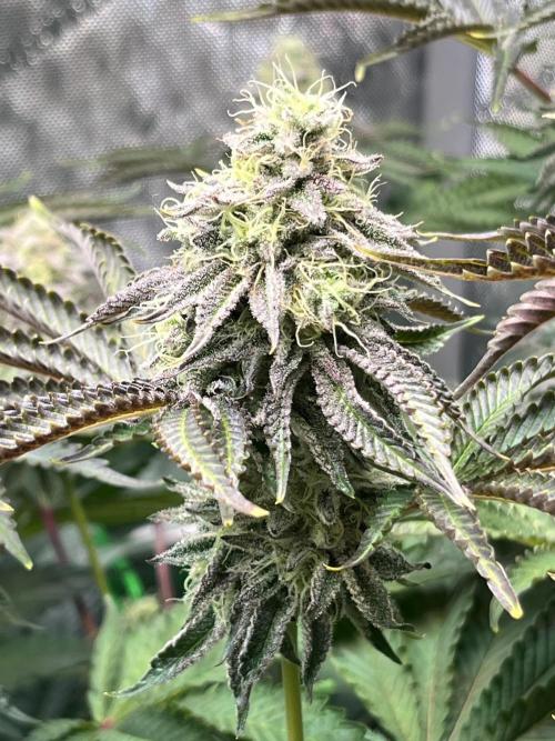 Last Dance in Living Soil. Week 14