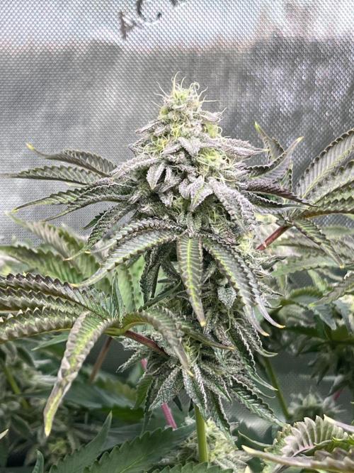 Last Dance in Living Soil. Week 14