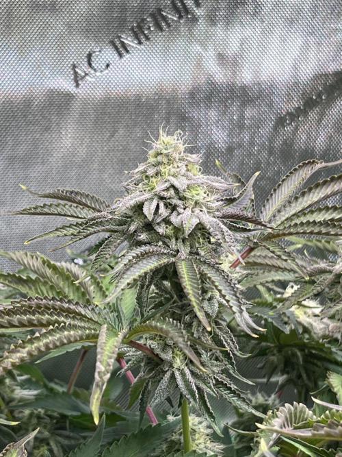 Last Dance in Living Soil. Week 14