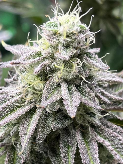 Last Dance in Living Soil. Week 14