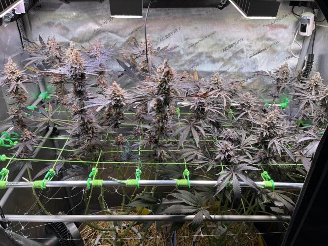 Apples & Cherries in Living Soil. Week 15