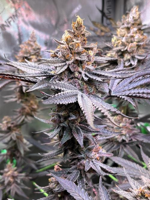 Apples & Cherries in Living Soil. Week 15 - Apple Jacked