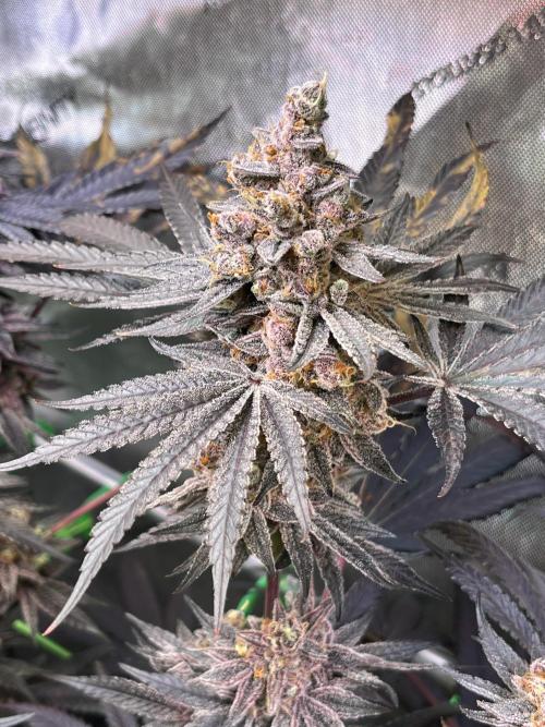 Apples & Cherries in Living Soil. Week 15