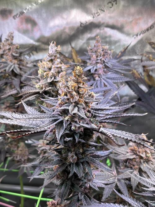 Apples & Cherries in Living Soil. Week 15