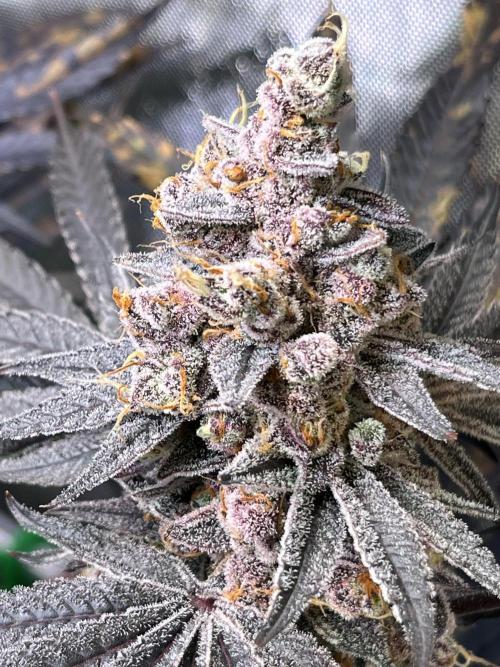 Apples & Cherries in Living Soil. Week 15