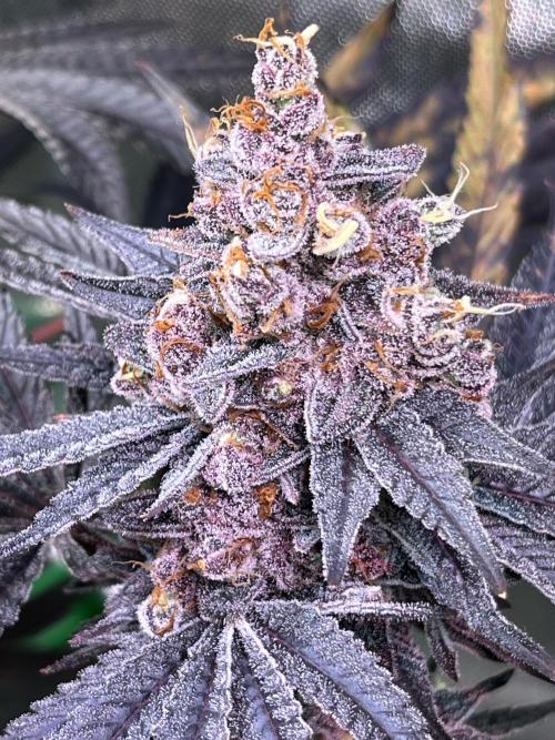 Apples & Cherries in Living Soil. Week 15