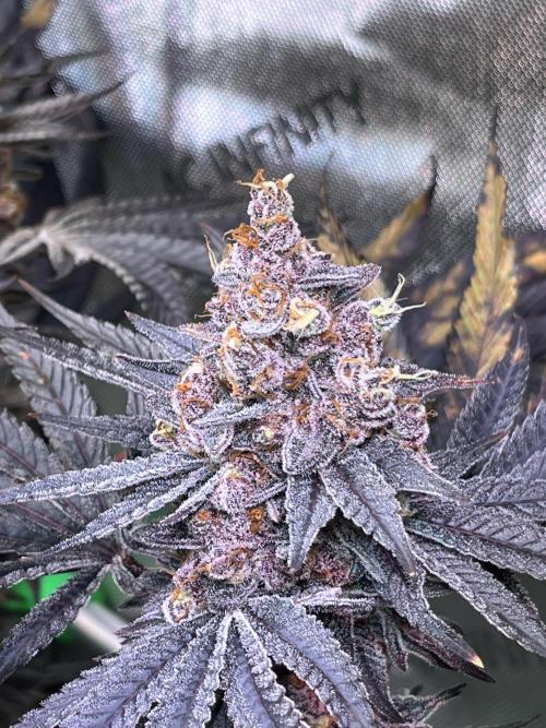 Apples & Cherries in Living Soil. Week 15