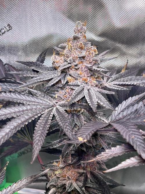 Apples & Cherries in Living Soil. Week 15