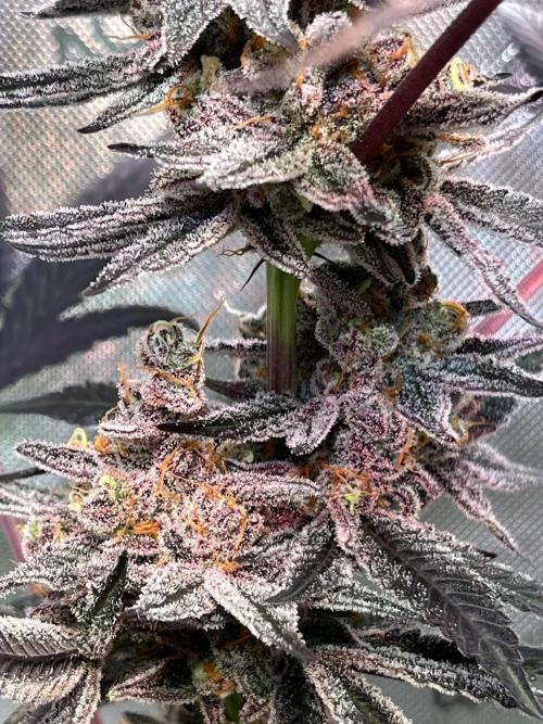 Apples & Cherries in Living Soil. Week 15