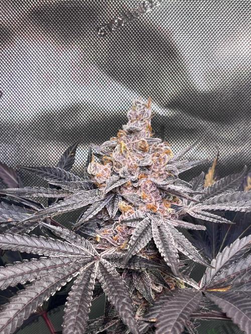 Apples & Cherries in Living Soil. Week 15