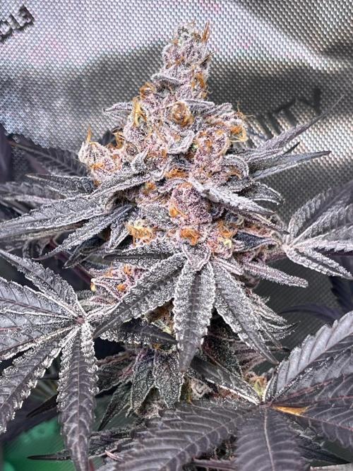 Apples & Cherries in Living Soil. Week 15