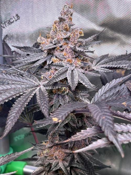 Apples & Cherries in Living Soil. Week 15