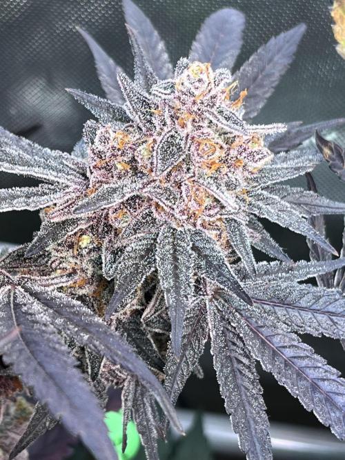 Apples & Cherries in Living Soil. Week 15