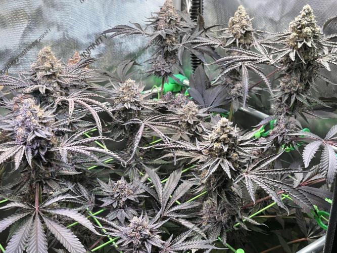 Apples & Cherries in Living Soil. Week 15 - Cherry Ocean 