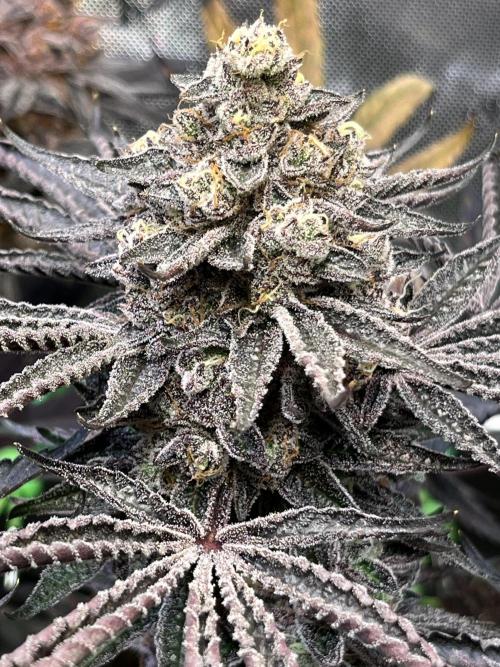 Apples & Cherries in Living Soil. Week 15