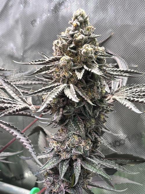 Apples & Cherries in Living Soil. Week 15