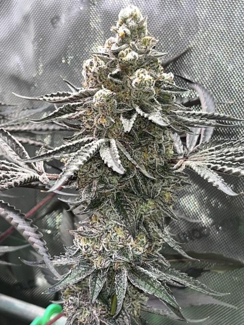 Apples & Cherries in Living Soil. Week 15