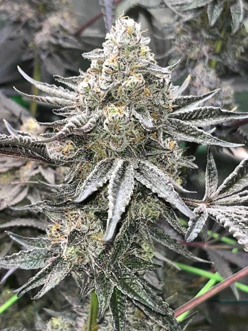 Apples & Cherries in Living Soil. Week 15