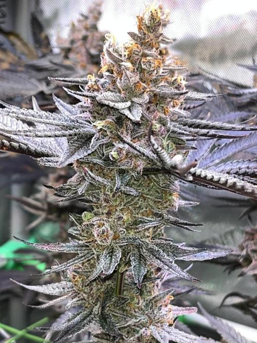 Apples & Cherries in Living Soil. Week 15