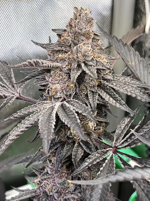 Apples & Cherries in Living Soil. Week 15