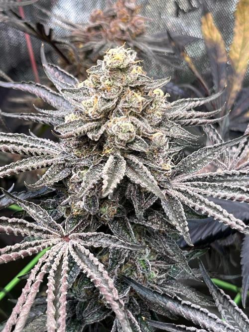 Apples & Cherries in Living Soil. Week 15