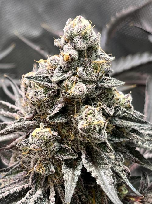 Apples & Cherries in Living Soil. Week 15