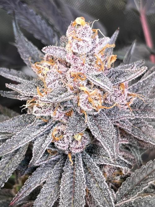 Apples & Cherries in Living Soil. Week 15