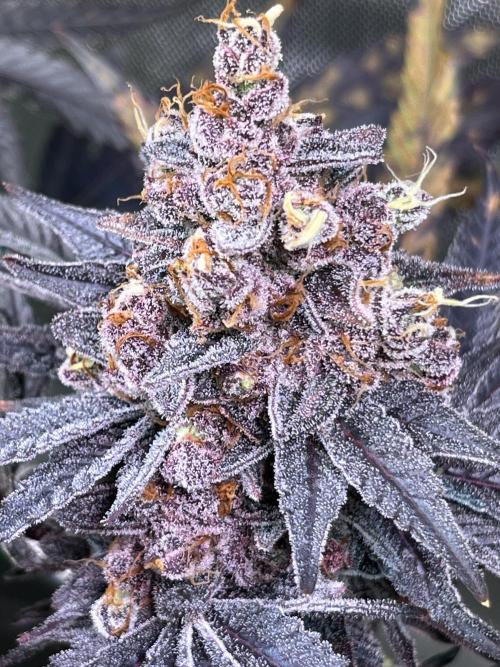 Apples & Cherries in Living Soil. Week 15