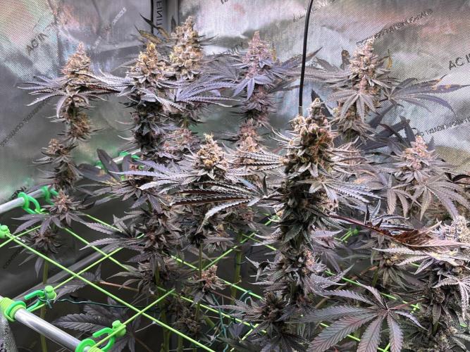 Apples & Cherries in Living Soil. Week 15