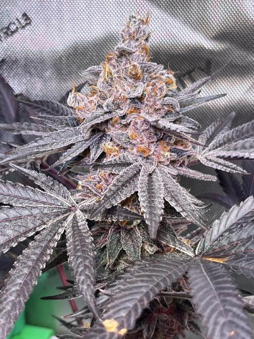 Apples & Cherries in Living Soil. Week 15