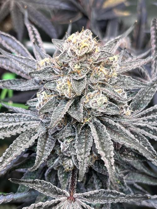 Apples & Cherries in Living Soil. Week 15