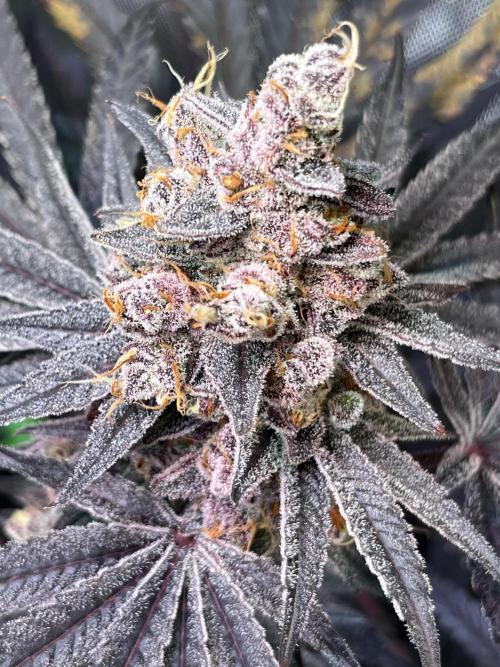 Apples & Cherries in Living Soil. Week 15