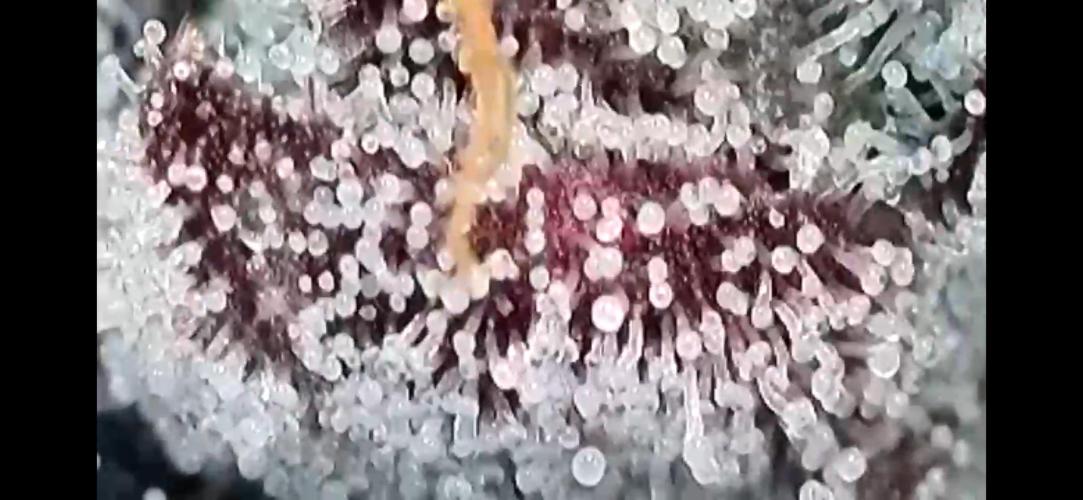 Apples & Cherries in Living Soil. Week 15 - Cherry Ocean 