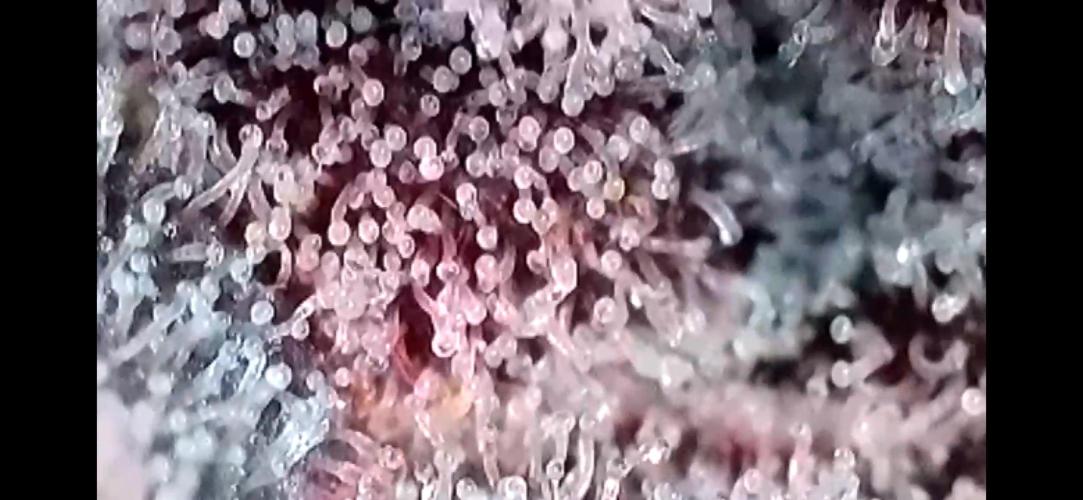 Apples & Cherries in Living Soil. Week 15 - Apple Jacked 