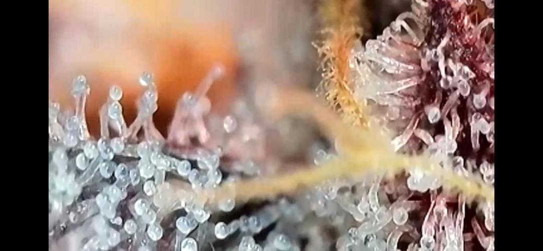 Apples & Cherries in Living Soil. Week 15 - Apple Jacked 