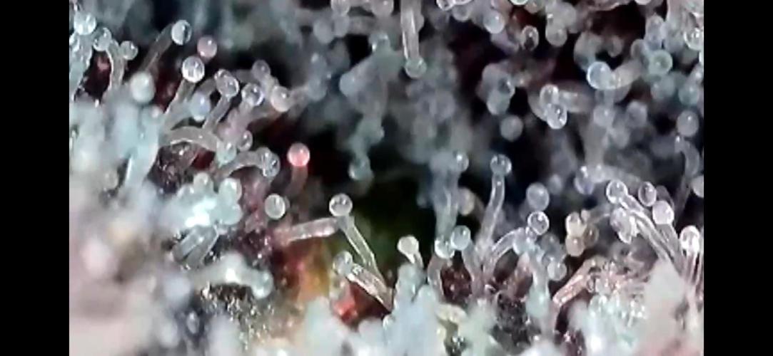 Apples & Cherries in Living Soil. Week 15 - Apple Jacked 