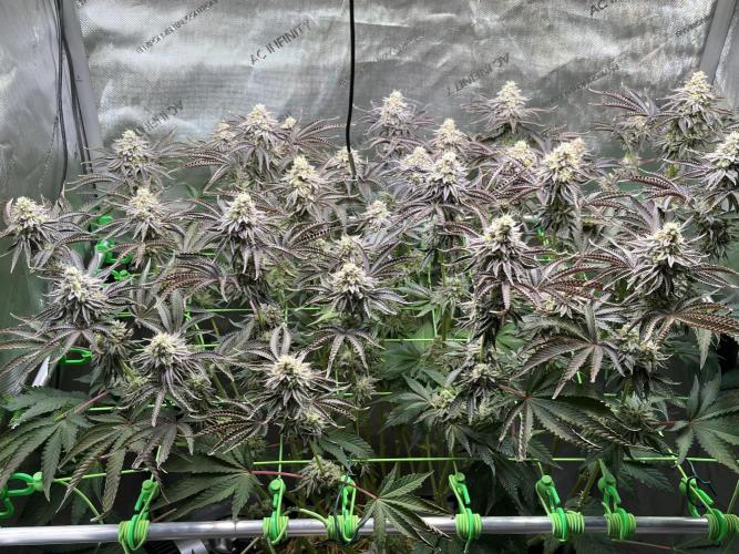 Last Dance in Living Soil. Week 15