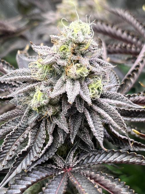 Last Dance in Living Soil. Week 15