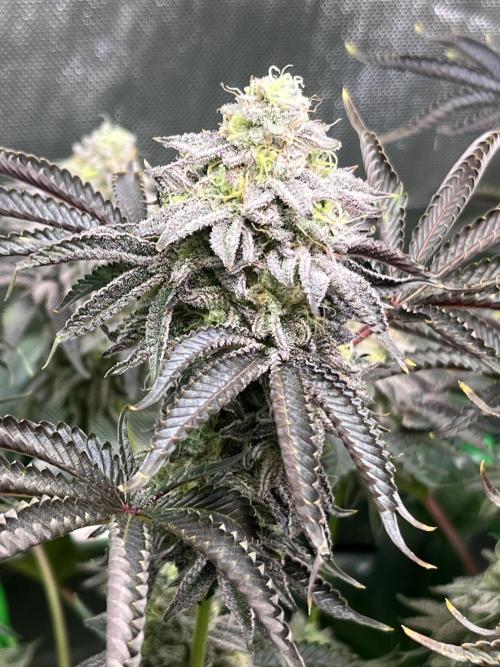 Last Dance in Living Soil. Week 15