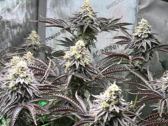 Last Dance in Living Soil. Week 15