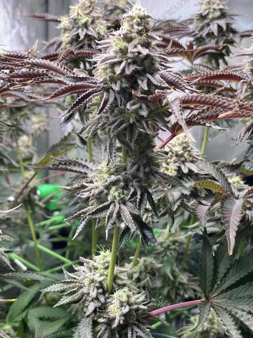 Last Dance in Living Soil. Week 15