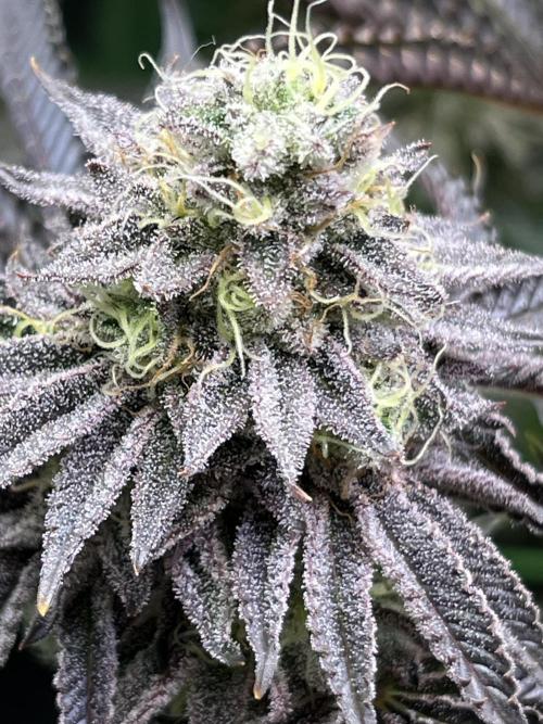 Last Dance in Living Soil. Week 15